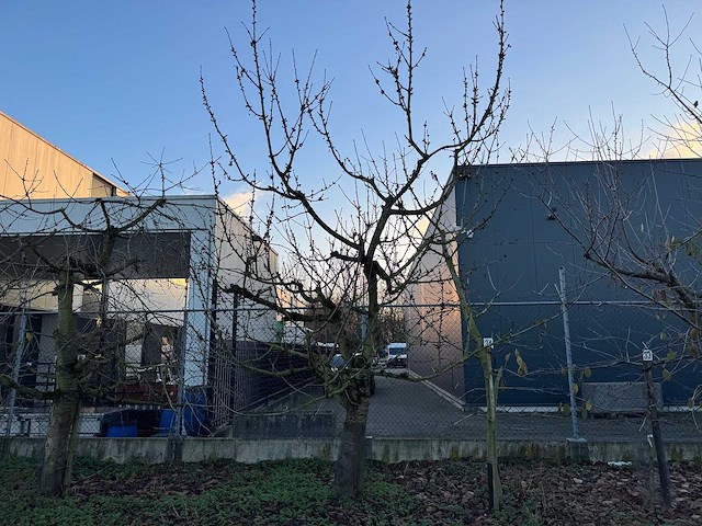 Kersenboom (54x) - afbeelding 93 van  115