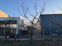 Kersenboom (54x) - afbeelding 93 van  115