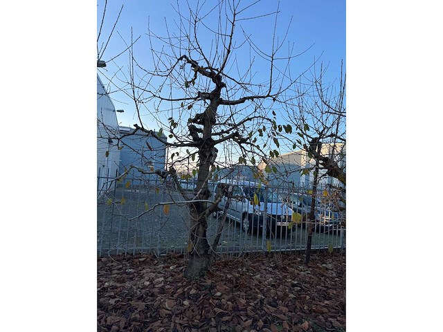 Kersenboom (54x) - afbeelding 83 van  115