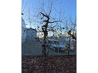 Kersenboom (54x) - afbeelding 83 van  115