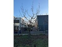 Kersenboom (54x) - afbeelding 95 van  115