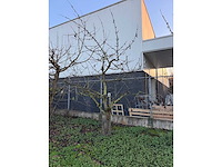 Kersenboom (54x) - afbeelding 101 van  115