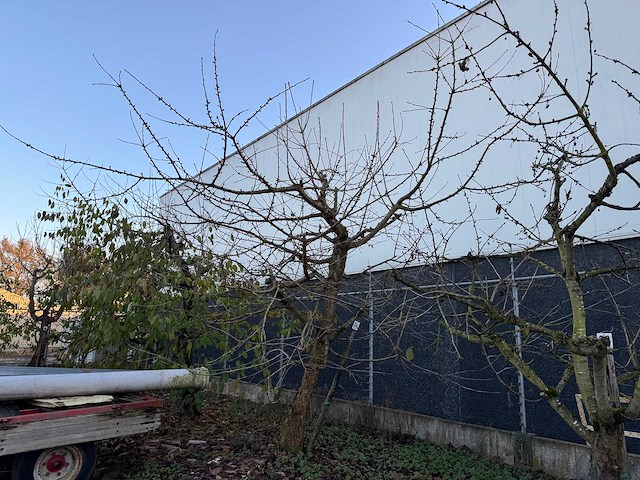 Kersenboom (54x) - afbeelding 102 van  115