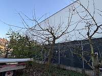 Kersenboom (54x) - afbeelding 102 van  115