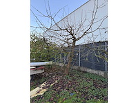 Kersenboom (54x) - afbeelding 103 van  115