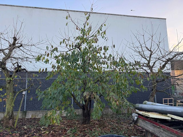 Kersenboom (54x) - afbeelding 104 van  115