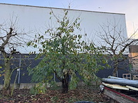 Kersenboom (54x) - afbeelding 104 van  115