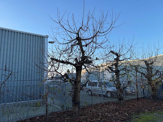 Kersenboom (54x) - afbeelding 94 van  115