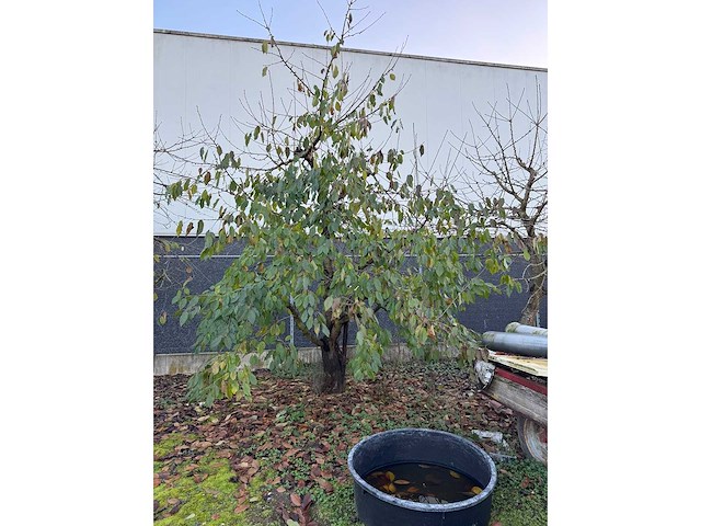 Kersenboom (54x) - afbeelding 106 van  115