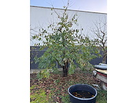 Kersenboom (54x) - afbeelding 106 van  115