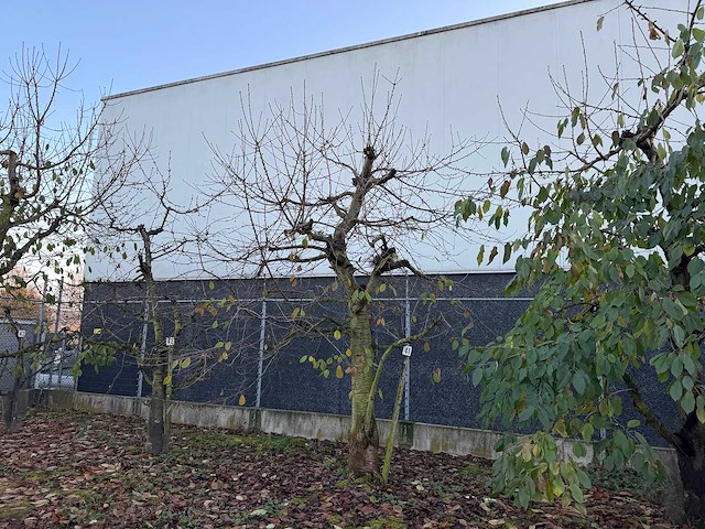 Kersenboom (54x) - afbeelding 107 van  115