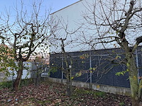 Kersenboom (54x) - afbeelding 109 van  115