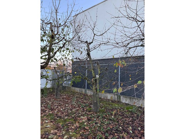 Kersenboom (54x) - afbeelding 110 van  115