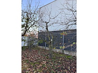 Kersenboom (54x) - afbeelding 110 van  115