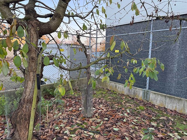 Kersenboom (54x) - afbeelding 111 van  115