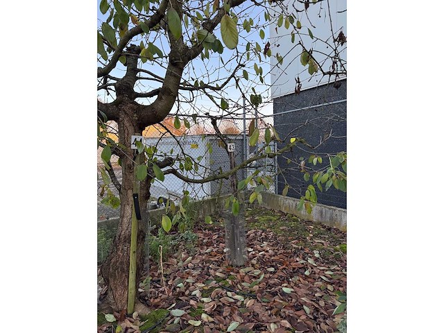 Kersenboom (54x) - afbeelding 112 van  115