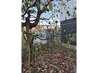 Kersenboom (54x) - afbeelding 112 van  115