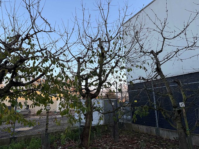 Kersenboom (54x) - afbeelding 113 van  115