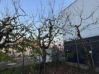 Kersenboom (54x) - afbeelding 113 van  115