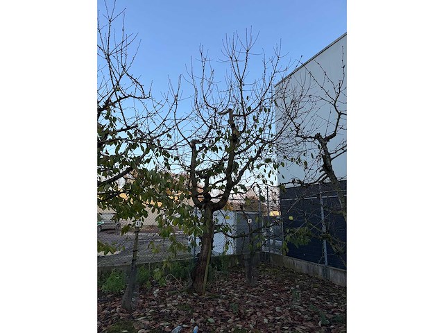 Kersenboom (54x) - afbeelding 114 van  115