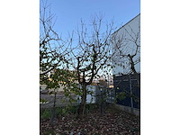 Kersenboom (54x) - afbeelding 114 van  115