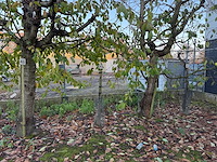 Kersenboom (54x) - afbeelding 115 van  115