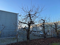 Kersenboom (54x) - afbeelding 105 van  115