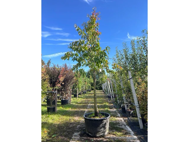 Kersenboom, prunus 'kordia', fruitgaardboom, vruchtdragend, ca. 3-3.5 m hoog - afbeelding 1 van  1