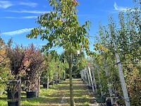 Kersenboom, prunus 'kordia', fruitgaardboom, vruchtdragend, ca. 3-3.5 m hoog