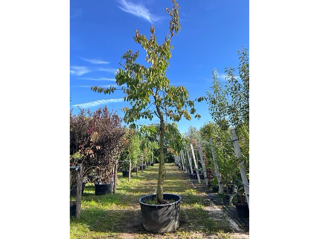 Kersenboom, prunus 'kordia', fruitgaardboom, vruchtdragend, ca. 3-3.5 m hoog - afbeelding 1 van  1