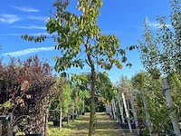 Kersenboom, prunus 'kordia', fruitgaardboom, vruchtdragend, ca. 3-3.5 m hoog