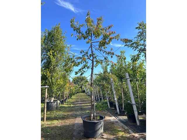 Kersenboom, prunus 'kordia', fruitgaardboom, vruchtdragend, ca. 3-3.5 m hoog - afbeelding 1 van  1