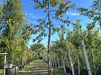Kersenboom, prunus 'kordia', fruitgaardboom, vruchtdragend, ca. 3-3.5 m hoog
