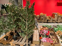 Kerstbomen (4x) - afbeelding 2 van  4