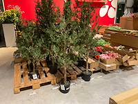 Kerstbomen (4x) - afbeelding 1 van  4