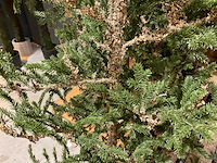 Kerstbomen (4x) - afbeelding 3 van  4