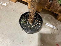 Kerstbomen (4x) - afbeelding 4 van  4