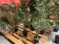 Kerstbomen (4x) - afbeelding 1 van  4