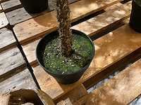 Kerstbomen (4x) - afbeelding 3 van  4