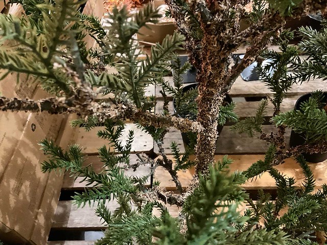 Kerstbomen (4x) - afbeelding 4 van  4