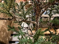 Kerstbomen (4x) - afbeelding 4 van  4