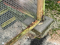 Kippenhok - afbeelding 4 van  10