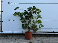 Kiwiplant - actinidia - hoogte ca. 70 cm - afbeelding 1 van  3