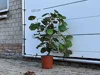 Kiwiplant - actinidia - hoogte ca. 70 cm - afbeelding 2 van  3