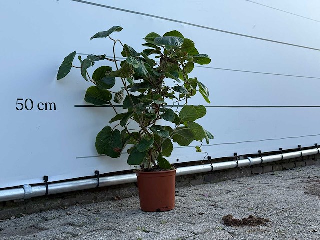 Kiwiplant - actinidia - hoogte ca. 70 cm - afbeelding 3 van  3