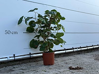 Kiwiplant - actinidia - hoogte ca. 70 cm - afbeelding 3 van  3