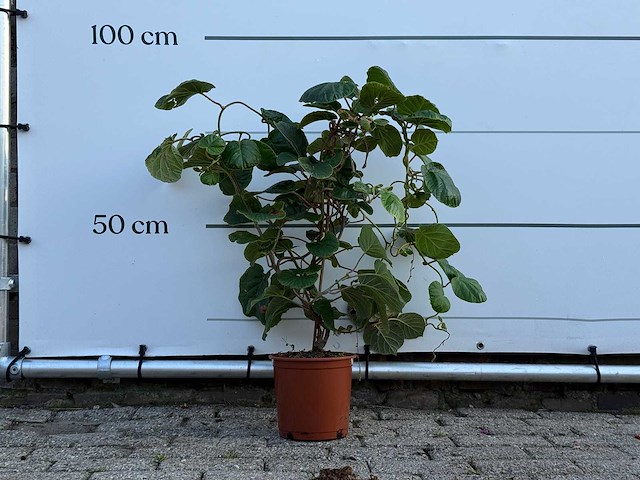 Kiwiplant - actinidia - hoogte ca. 70 cm - afbeelding 1 van  3