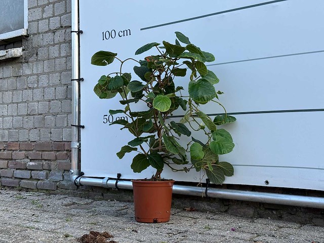Kiwiplant - actinidia - hoogte ca. 70 cm - afbeelding 2 van  3