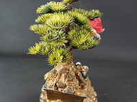 Kleine boom met bloem - afbeelding 4 van  5