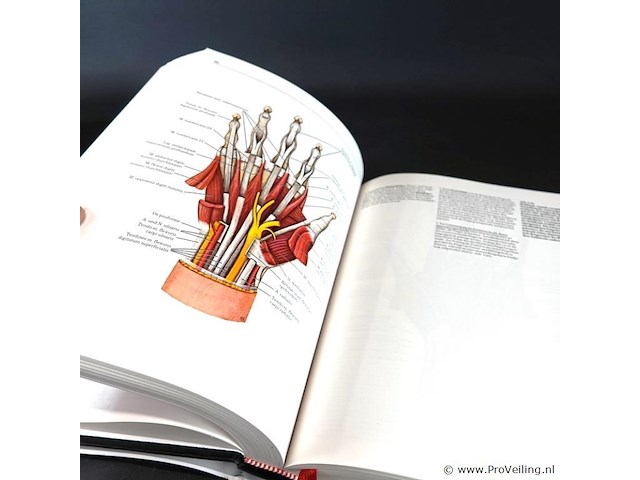 Klinische anatomie - afbeelding 4 van  5